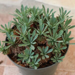 íbrido de Euphorbia suzannae x E. bupleurifolia.