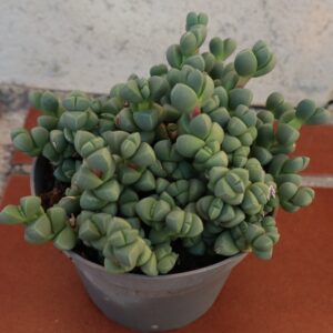 Corpuscularia lehmannii