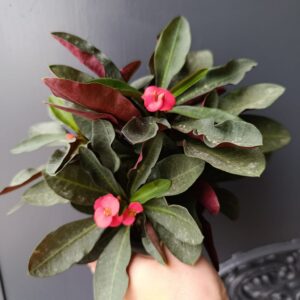 Euphorbia milii