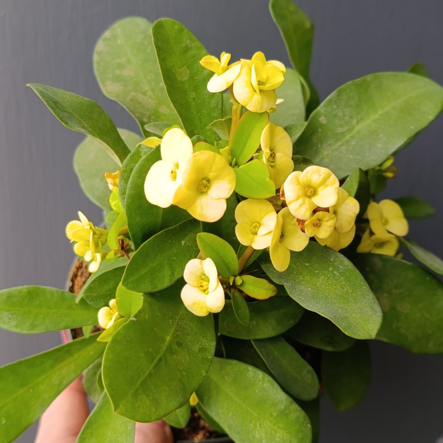 Euphorbia milii Corona de Cristo