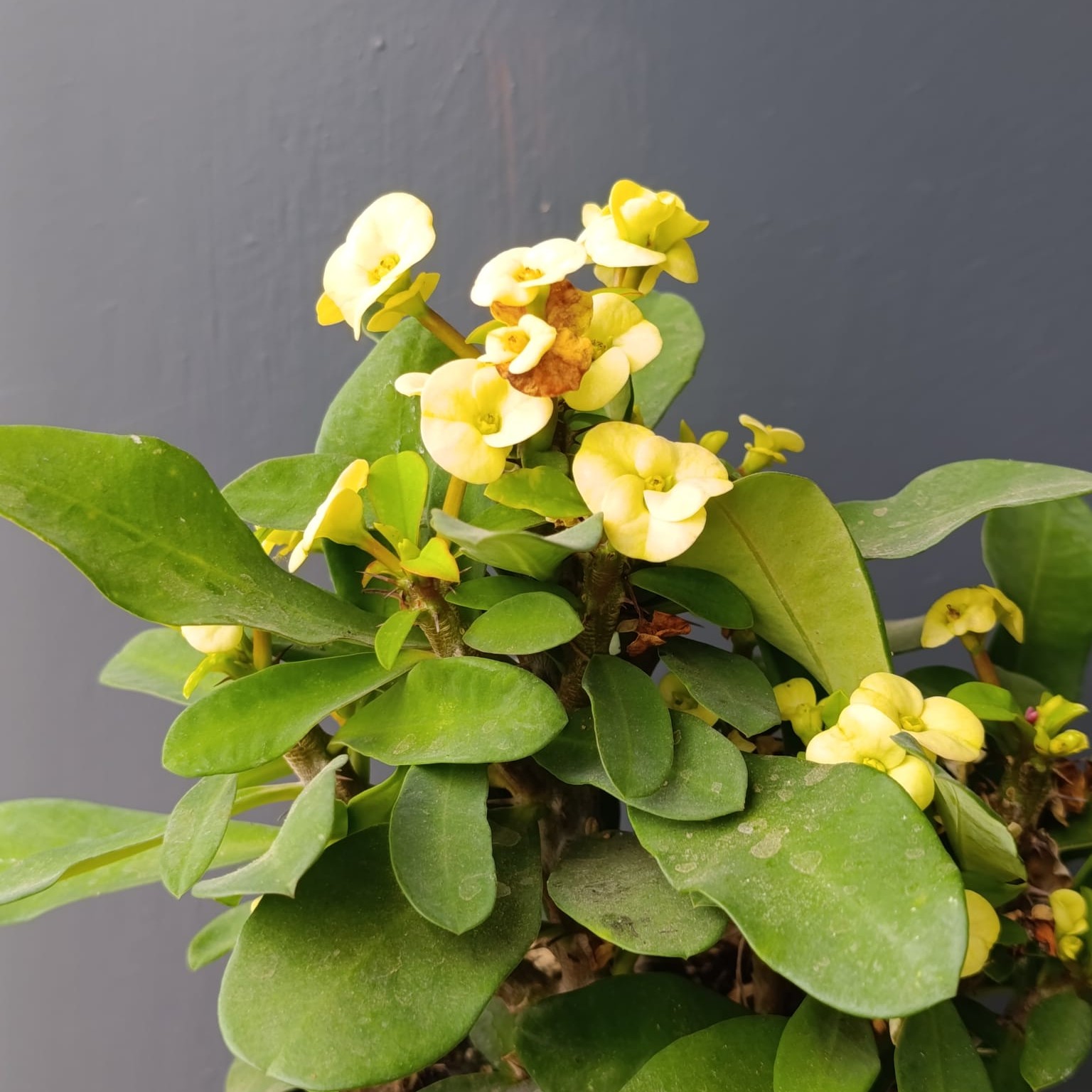 Euphorbia milii Corona de Cristo - Imagen 3